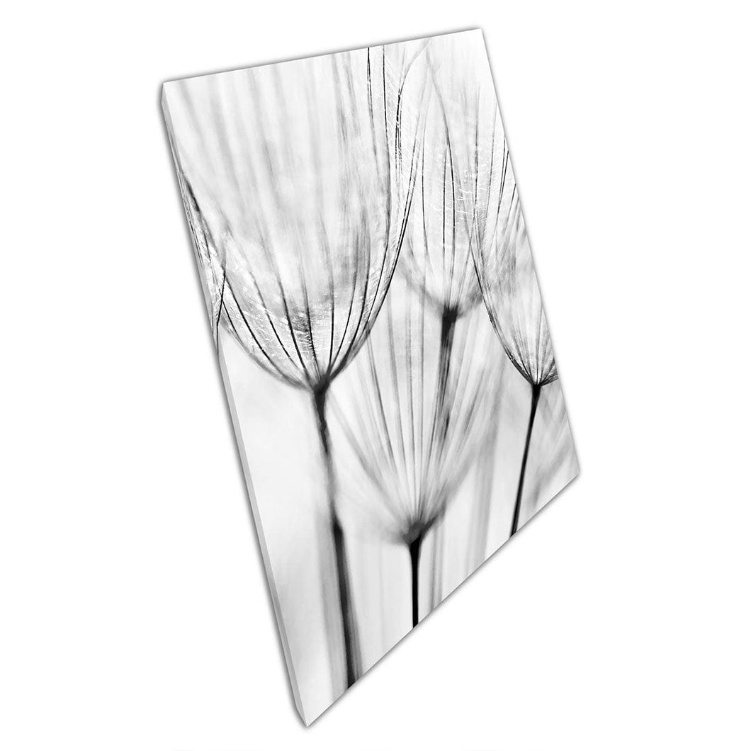 Extreme close -up zachte focus zwart -witte paardenbloembloem canvas muurkunst print op canvas gemonteerde canvas print