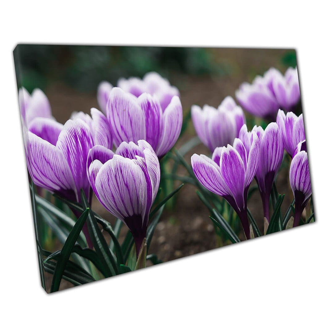 Blooming Purple Crocus Flowers In Spring Wall Art Print On Canvas Picture For Home Office Decor
