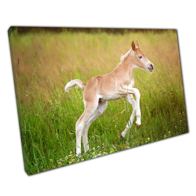 Haflinger Horse Breed Foal Galloping Through A Lush Green Meadow Wall Art Print On Canvas Picture For Home Office Decor