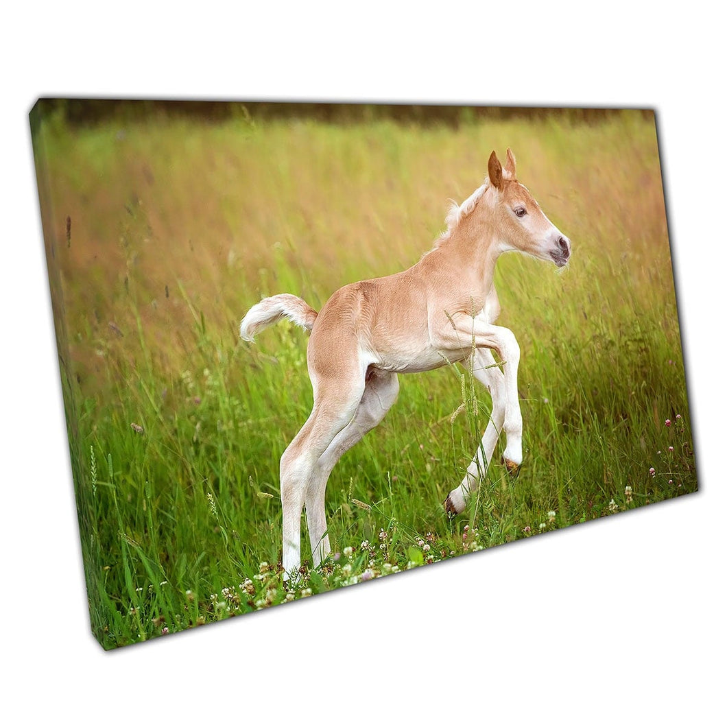 Haflinger Horse Breed Foal Galloping Through A Lush Green Meadow Wall Art Print On Canvas Picture For Home Office Decor