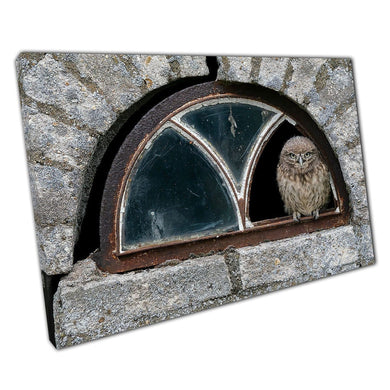 Curious Little Owl In Broken Window Of Abandoned House Netherlands Wall Art Print On Canvas Picture For Home Office Decor