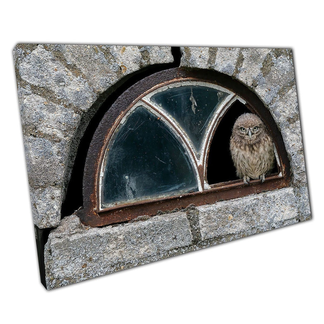 Curious Little Owl In Broken Window Of Abandoned House Netherlands Wall Art Print On Canvas Picture For Home Office Decor
