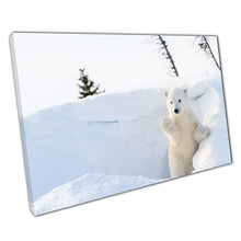 Laad de afbeelding in galerijviewer, Curious Polar Bear Cub Leaving Den Wapusk National Park Canada Wildlife Photography Wall Art Print On Canvas Picture For Home Office Decor
