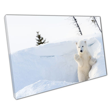 Curious Polar Bear Cub Leaving Den Wapusk National Park Canada Wildlife Photography Wall Art Print On Canvas Picture For Home Office Decor