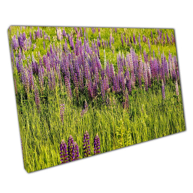 Field Of Wild Purple And Pink Summer Lupine Flowers Wall Art Print On Canvas Picture For Home Office Decor