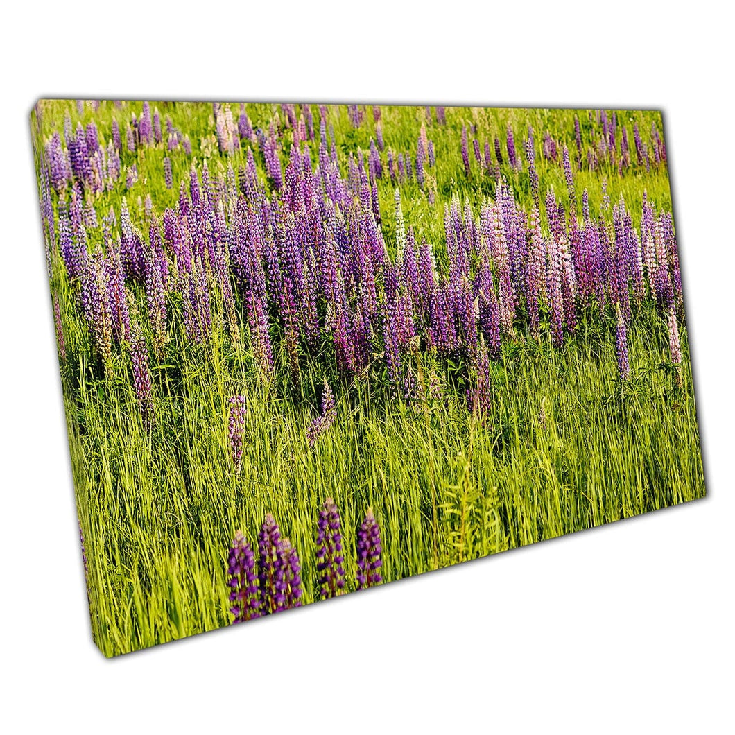 Field Of Wild Purple And Pink Summer Lupine Flowers Wall Art Print On Canvas Picture For Home Office Decor