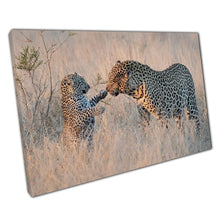 Load image into Gallery viewer, Leopard Sweetly Interacting With Young Cub In Natural Environment Nature Photography Wall Art Print On Canvas Picture For Home Office Decor
