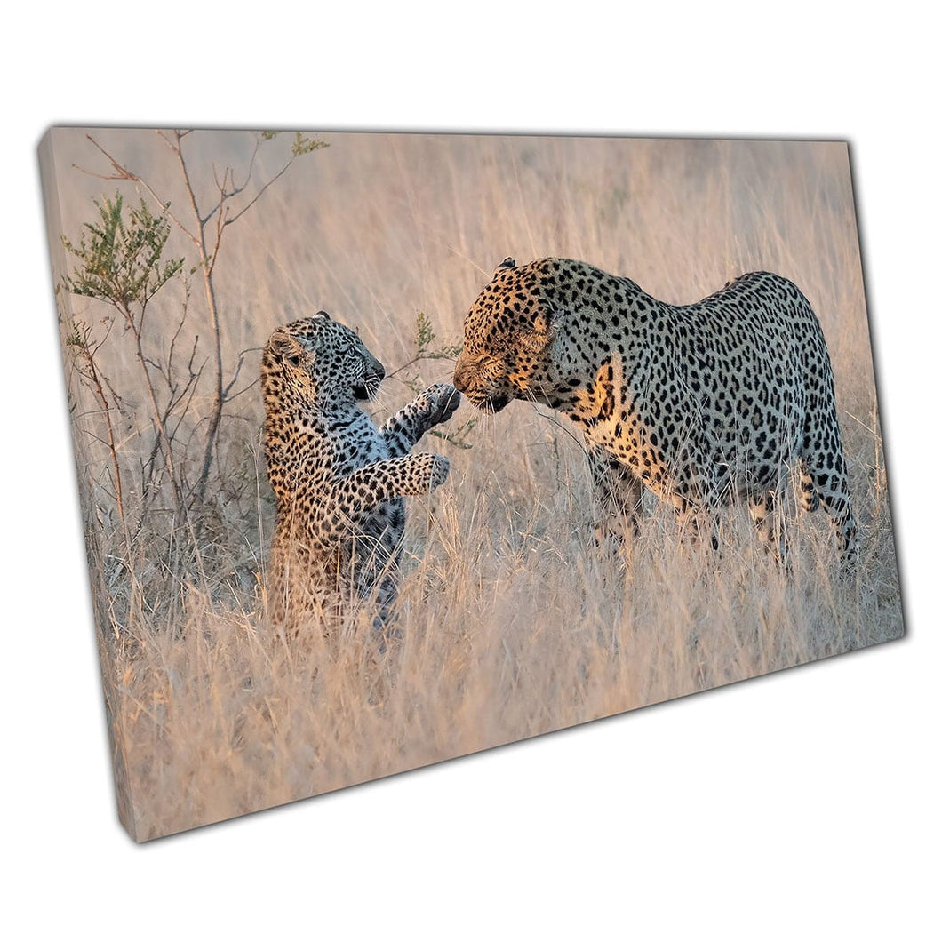 Leopard Sweetly Interacting With Young Cub In Natural Environment Nature Photography Wall Art Print On Canvas Picture For Home Office Decor