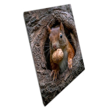 Laad de afbeelding in galerijviewer, Eurasian Red Squirrel Cautiously Peeking Out From A Tree Holding A Nut Netherlands Wall Art Print On Canvas Picture For Home Office Decor
