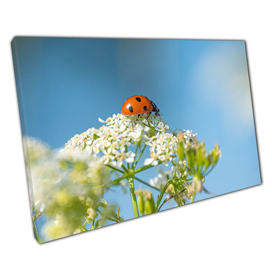 Ladybug Ladybird Sitting On Small White Flowers On A Sunny Day Insect Photography Wall Art Print On Canvas Picture For Home Office Decor