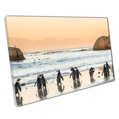 African Penguins On A Sandy Beach Approaching The Water Cape Town South Africa Wall Art Print On Canvas Picture For Home Office Decor