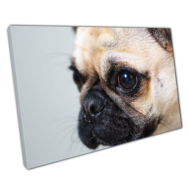 Cute Pug Dog Concentrating Close Up View Of Face Pet Domestic Dog Puppy Photography Wall Art Print On Canvas Picture For Home Office Decor