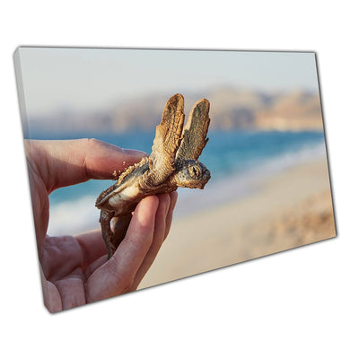 Happy Funny Newborn Baby Sea Turtle Being Ushered To The Sea By A Human Hand Sea Life Wall Art Print On Canvas Picture For Home Office Decor