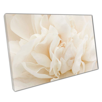 Amazing Soft Close Up Of White Cream Peony Flower Petals Floral Nature Photography Wall Art Print On Canvas Picture For Home Office Decor