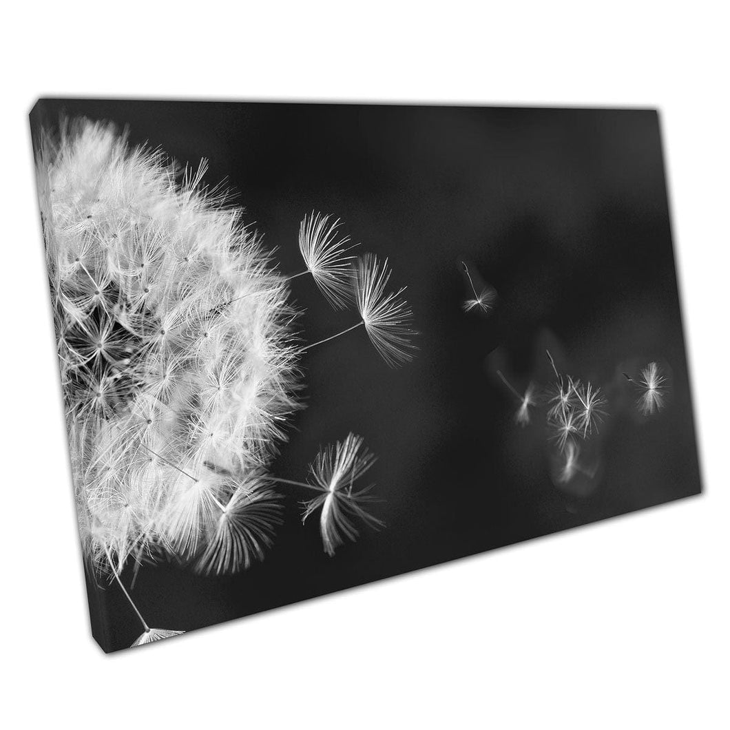 Seeds Flying Away From Wild Fluffy Dandelion Head Calm Nature Greyscale Photography Wall Art Print On Canvas Picture For Home Office Decor