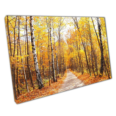 Calming Woodland Forest Walk Through Maple And Birch Trees Autumnal Golden Tones Wall Art Print On Canvas Picture For Home Office Decor