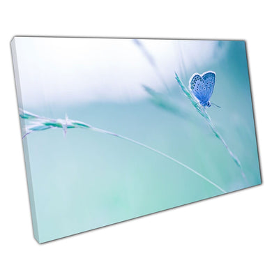 Beautiful Pastel Blue Butterfly Resting On A Plant In A Quiet Summer Meadow Nature Wall Art Print On Canvas Picture For Home Office Decor