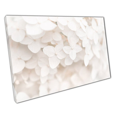 Beautiful Dreamy Simple White Hydrangea Flowers Classic Romantic Floral Photography Wall Art Print On Canvas Picture For Home Office Decor