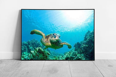 Green Sea Turtle Gracefully Swimming Underwater Sea Life Ocean Nature Wall Art Print on Paper Framed Picture print