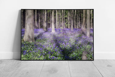 Blooming Meadows forest of purple bluebells Ready to Hang Wall Art Print Framed Picture print