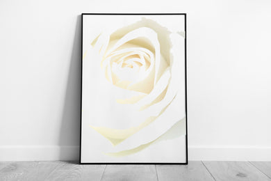 large Single white cream Rose flower Floral Art Ready to Hang Wall Art Print Framed Picture print