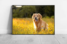 Load image into Gallery viewer, Beautiful Golden Retriever Dog In A Meadow Under A Golden Sunset Wall Art Print on Paper Framed Picture print
