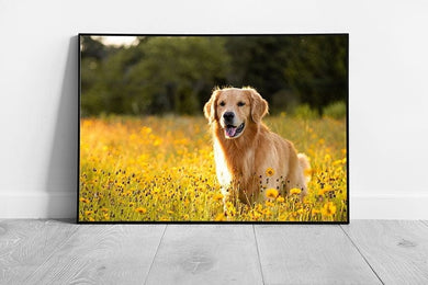 Beautiful Golden Retriever Dog In A Meadow Under A Golden Sunset Wall Art Print on Paper Framed Picture print