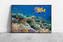 Laad de afbeelding in galerijviewer, Coral reef with Tropical fish sea life Ocean Art Ready to Hang Wall Art Print Framed Picture print
