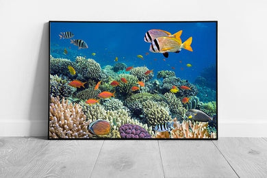 Coral reef with Tropical fish sea life Ocean Art Ready to Hang Wall Art Print Framed Picture print