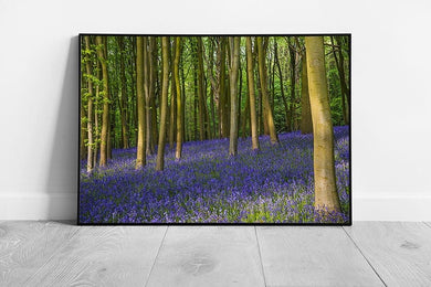 Ancient bluebell wildflowers woods in Oxfordshire Ready to Hang Wall Art Print Framed Picture print