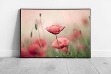 Load image into Gallery viewer, Large Pink poppy wild Flower meadow field art Poppies Ready to Hang Wall Art Print Framed Picture print
