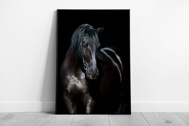 large beautiful Black horse Animal Art Ready to Hang Wall Art Print Framed Picture print