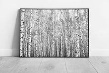 Laad de afbeelding in galerijviewer, Birch Tree Forest Woodland Photographed In Black And White Abstract Contrasting Trees Wall Art Print on Paper Framed Picture print
