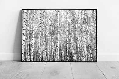 Birch Tree Forest Woodland Photographed In Black And White Abstract Contrasting Trees Wall Art Print on Paper Framed Picture print