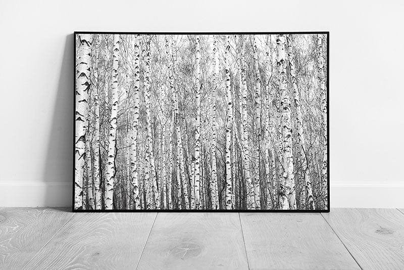 Birch Tree Forest Woodland Photographed In Black And White Abstract Contrasting Trees Wall Art Print on Paper Framed Picture print