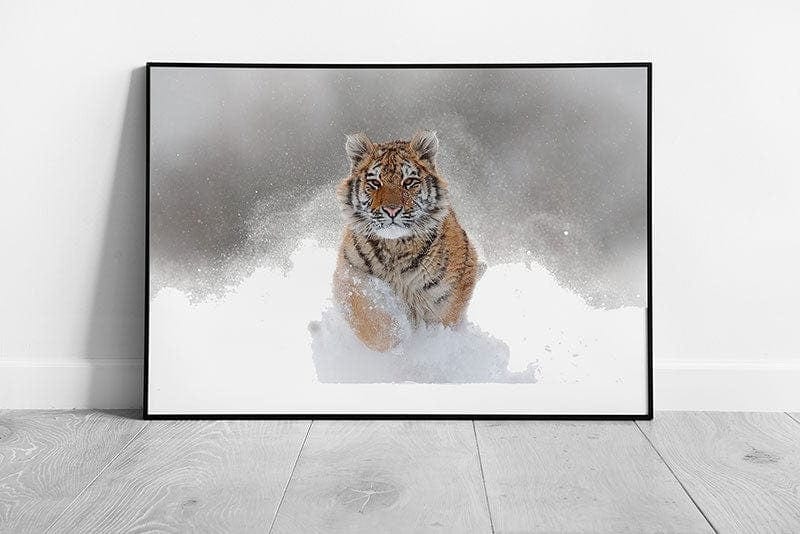 Endangered Powerful Siberian Tiger Running In The Thick Snowy Terrain Big Cat Wall Art Print on Paper Framed Picture print