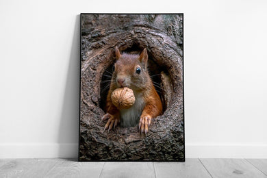 Eurasian Red Squirrel Cautiously Peeking Out From A Tree Holding A Nut Netherlands Wall Art Print on Paper Framed Picture print