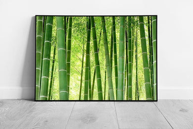 Fresh Vibrant Green Bamboo Forest In Japan On A Bright Sunny Day Wall Art Print on Paper Framed Picture print