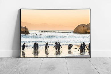 African Penguins On A Sandy Beach Approaching The Water Cape Town South Africa Wall Art Print on Paper Framed Picture print