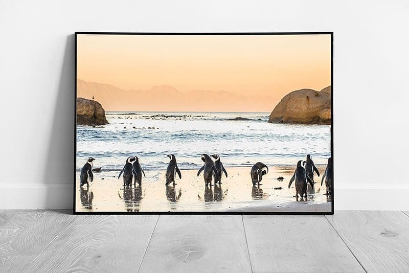 African Penguins On A Sandy Beach Approaching The Water Cape Town South Africa Wall Art Print on Paper Framed Picture print