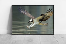 Load image into Gallery viewer, Osprey Hawk Lunging To Catch Fish In The Water Amazing Wild Bird Of Prey Photography Wall Art Print on Paper Framed Picture print
