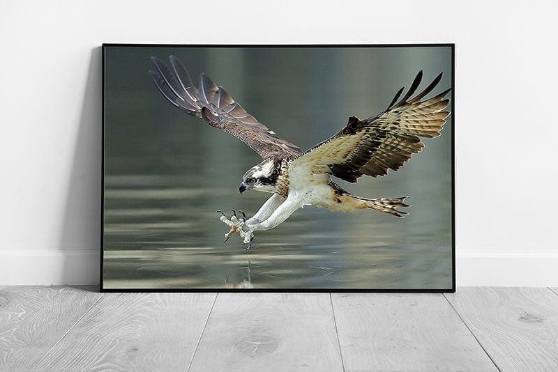 Osprey Hawk Lunging To Catch Fish In The Water Amazing Wild Bird Of Prey Photography Wall Art Print on Paper Framed Picture print