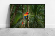 Laad de afbeelding in galerijviewer, Exotic Scarlet Macaw Parrot Perched On A Tree In Natural Tropical Habitat Photography Wall Art Print on Paper Framed Picture print
