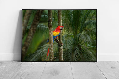 Exotic Scarlet Macaw Parrot Perched On A Tree In Natural Tropical Habitat Photography Wall Art Print on Paper Framed Picture print