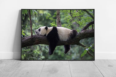 Cute Funny Baby Panda Lazing On A Tree Branch Bifengxia Panda Centre Reserve China Wall Art Print on Paper Framed Picture print