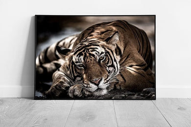 Male Bengal Tiger Resting In Tiger Reserve National Park Wall Art Print on Paper Framed Picture print