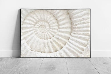 Natural Fossilized Ammonite Prehistoric Period Archaeology Geology Wall Art Print on Paper Framed Picture print