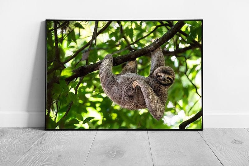 Funny Curious Sloth Hanging From A Tree Branch Scratching Belly Rainforest Costa Rica Wall Art Print on Paper Framed Picture print