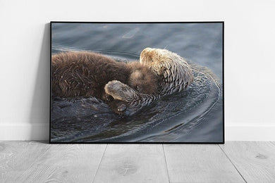 Cuddling Otters Floating Calmingly In The Water Morro Bay Pacific Coast Cute Animals Wall Art Print on Paper Framed Picture print