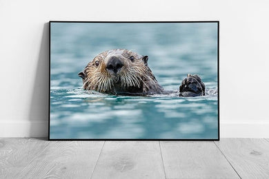 Cute Sea Otter Swimming In Blue Water Happily Waving With Paw Sea Animal Photography Wall Art Print on Paper Framed Picture print